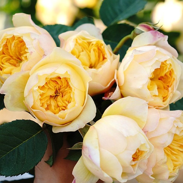 Роза чайно-гибридная Чирп